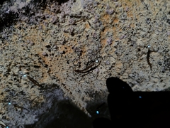 Arachnocampa