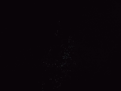 Arachnocampa