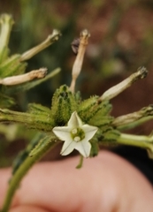 Nicotiana corymbosa