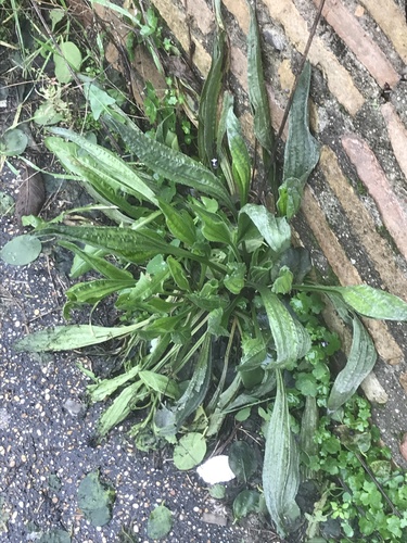 ribwort plantain photographed in Holy See / Vatican City