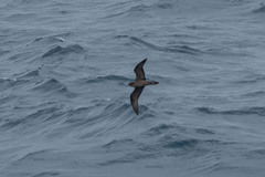 Ardenna pacifica