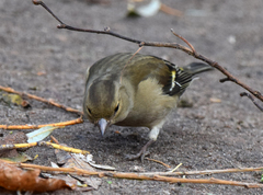 Fringilla coelebs