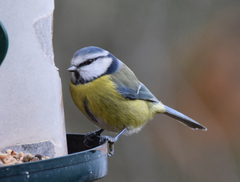 Cyanistes caeruleus