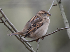 Passer domesticus
