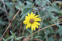 Helianthus gracilentus