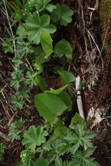 Rumex arifolius
