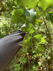 Podanthus ovatifolius