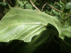 Solanum campanulatum