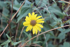 Helianthus gracilentus