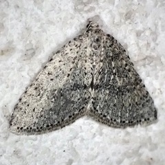 Colostygia multistrigaria