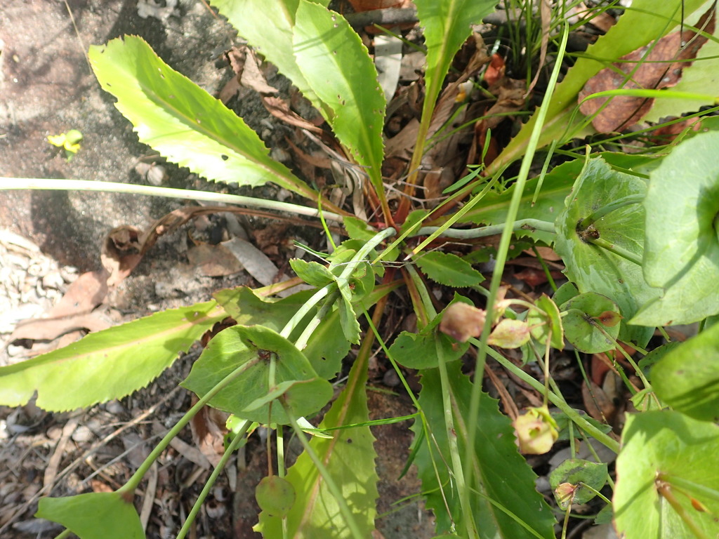 Goodenia perfoliata