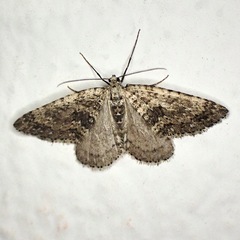 Colostygia multistrigaria