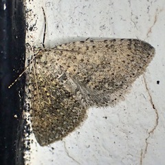 Colostygia multistrigaria