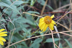 Helianthus gracilentus