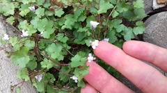 Cymbalaria muralis