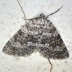 Colostygia multistrigaria