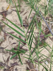 Phragmites mauritianus