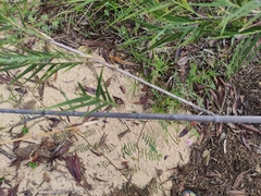 Phragmites mauritianus