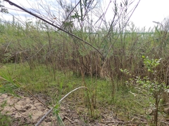 Phragmites mauritianus