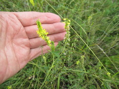 Melilotus suaveolens