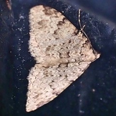 Nebula ibericata