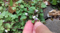 Cymbalaria muralis