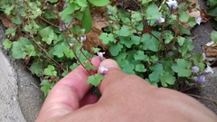 Cymbalaria muralis