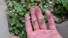 Cymbalaria muralis