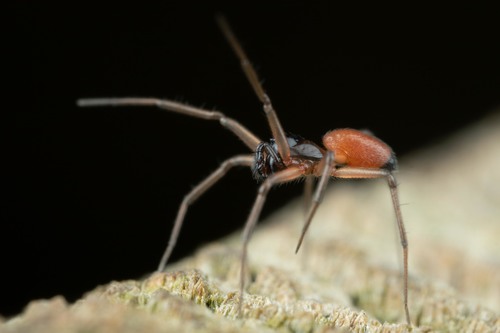 Black-tailed Ostearius