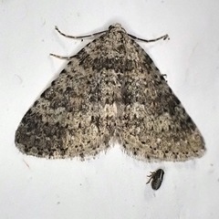 Colostygia multistrigaria