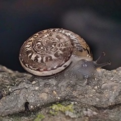 Iberus marmoratus