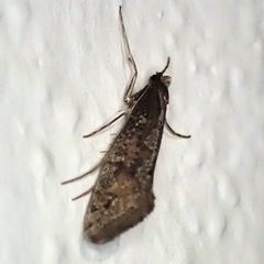 Eriocottis paradoxella