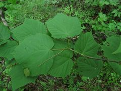 Acer tegmentosum