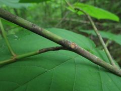 Acer tegmentosum
