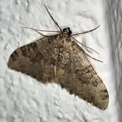 Nebula ibericata