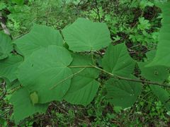 Acer tegmentosum