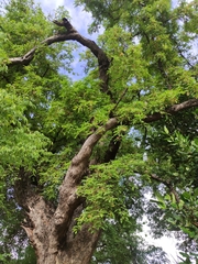 Tamarindus