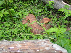 Acanthophis antarcticus