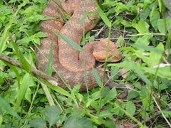 Acanthophis antarcticus
