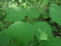 Acer tegmentosum