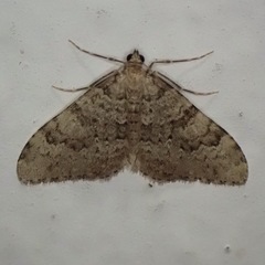 Nebula ibericata
