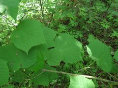 Acer tegmentosum