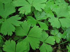 Anemonoides glabrata