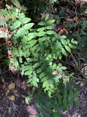 Senna stipulacea anglorum