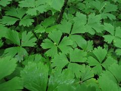 Anemonoides glabrata