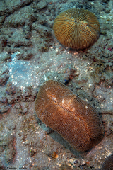 Ctenactis