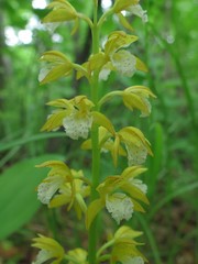 Oreorchis patens