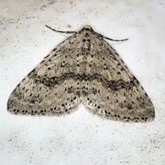 Colostygia multistrigaria