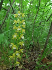 Oreorchis patens