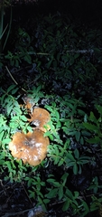 Tricholoma
